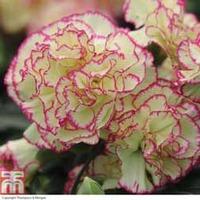 Dianthus \'Neon Lace\' - 5 dianthus pencil plug plants