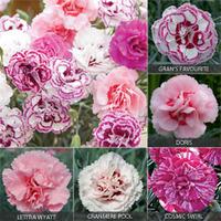Dianthus \'Cottage Garden Collection\' - 10 dianthus plug plants - 2 of each variety