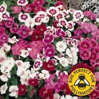 dianthus gem 12 mega plants