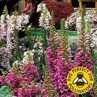 Digitalis F1 Camelot (Foxglove) Mixed 12 Large Plants