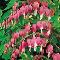 Dicentra spectablis (Large Plant) - 1 dicentra plant in 1 litre pot