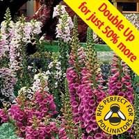 Digitalis F1 Camelot (Foxglove) Mixed 24 Large Plants