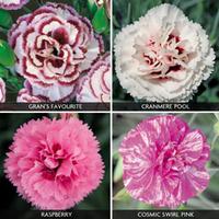 Dianthus \'Scented Collection\' - 20 dianthus plug plants - 5 of each variety
