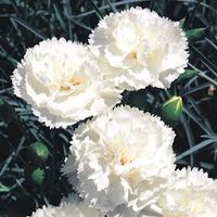 Dianthus \'Haytor White\' (Large Plant) - 1 dianthus plant in 12cm pot