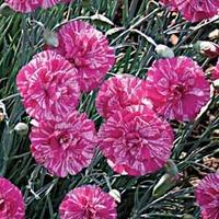 Dianthus \'Cosmic Swirl Pink\' - 5 dianthus plug plants
