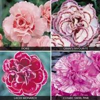 Dianthus \'Scented Collection\' - 20 dianthus plug plants - 5 of each variety