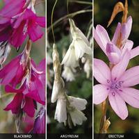 Dierama Collection - 6 dierama plants in 9cm pots - 2 of each variety