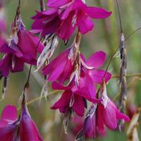 Dierama pulcherrimum \'Blackbird\' - 1 dierama plant in 9cm pot