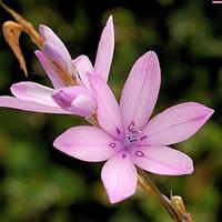 Dierama erectum - 1 dierama plant in 9cm pot