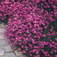 Dianthus deltoides \'Maiden Pink Brilliancy\' (Seeds) - 1 packet (200 dianthus seeds)