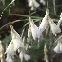 Dierama argyreum - 1 dierama plant in 9cm pot