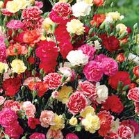 Dianthus caryophyllus \'Giant Chabaud Mixed\' (Seeds) - 1 packet (190 dianthus seeds)