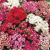 Dianthus barbatus \'Excelsior Mixed\' (Seeds) - 1 packet (300 dianthus seeds)