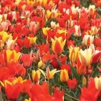 diy 64 tulip bulbs amp free compost kit