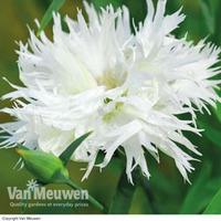 dianthus mrs sinkins large plant 1 dianthus plant in 12cm pot