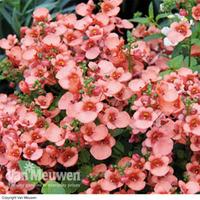 Diascia \'Divara Apricot\' - 5 diascia plug plants