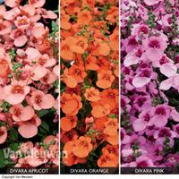 Diascia \'Divara Collection\' - 15 diascia plug plants - 5 of each variety