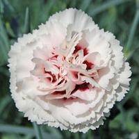 Dianthus \'Cranmere Pool\' - 5 dianthus plug plants