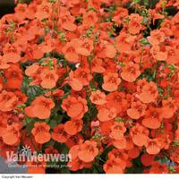 Diascia \'Divara Orange\' - 5 diascia plug plants