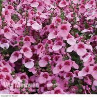 Diascia \'Divara Pink\' - 5 diascia plug plants