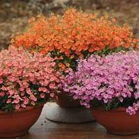 Diascia \'Little Dancer Collection\' - 5 diascia plug plants - Tango (orange)