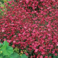 Dianthus \'Deltoides Red\' (Garden Ready) - 12 dianthus garden ready plug plants