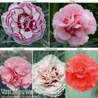 dianthus cottage garden collection 20 dianthus plug plants 4 of each v ...