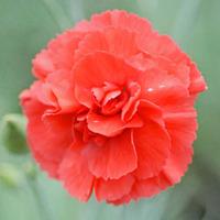 Dianthus \'Diane\' - 5 dianthus plug plants