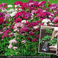 Dianthus \'Diamond Mixed\' (Garden Ready) - 30 dianthus garden-ready plug plants