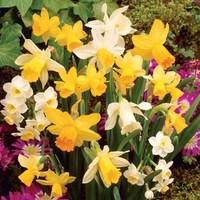 DIY 64 Daffodil Bulbs & FREE Compost Kit