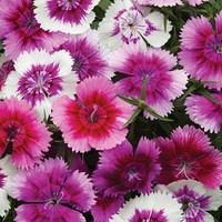 dianthus gem 6 x 9cm pots