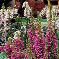 Digitalis F1 Camelot (Foxglove) Mixed 3 x 9cm Pots