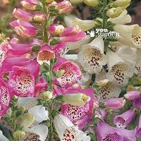 Digitalis (Foxglove) Camelot mix...