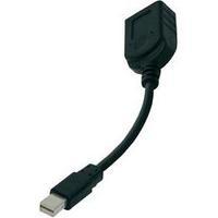 DisplayPort Adapter [1x Mini DisplayPort plug - 1x DisplayPort socket] Black