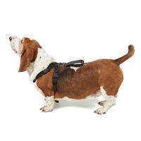 dog harness large