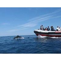 dolphin watching in the algarve