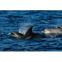 Dolphin Watching Tour from Lisbon