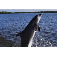 Dolphin and Wildlife Cruise in Fort Myers Beach