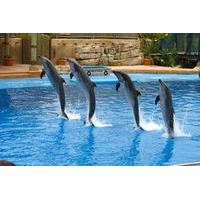 Dolphin Show at the Dubai Creek Park