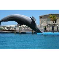 dolphin and shark encounter combo in puerto plata