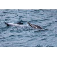 Dolphin Cruise from Muscat