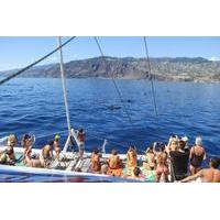 dolphin and whale watching catamaran cruise from funchal