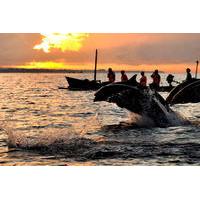 Dolphin Watching, Waterfalls and Ulundanu Temple Tour in Bali