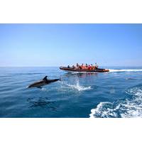 dolphin watching and cave tour from vilamoura