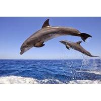 Dolphins Island Cruise