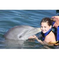 dolphin encounter in los cabos