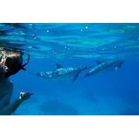 dolphin snorkel tour