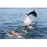 Dolphin Encounter in the Bay of Islands