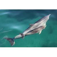 Dolphin Cruise from Adelaide with Optional Dolphin Swim