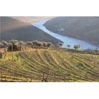 Douro Valley Wine Tour: Visit to Three Vineyards with Wine Tastings and Lunch